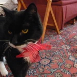 Meet your Posher, Sara